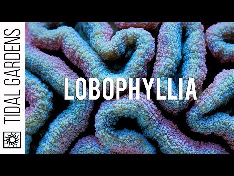 Видео: Лобофиллия (дольчатый мозговой коралл) – советы по уходу