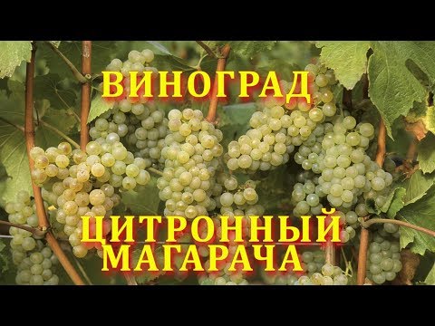 Видео: Виноград Цитронный Магарча (grape citron magaracha)