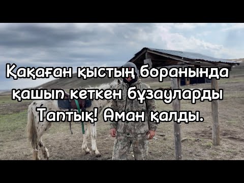 Видео: Жабайы болып кеткен бұзаулар табылды!