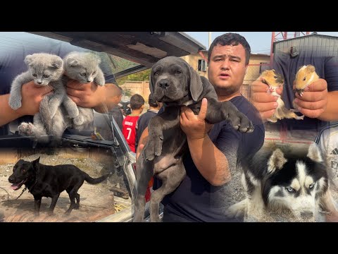 Видео: ФАРГОНА БЕШБОЛА ИТ БОЗОРИ НАРХЛАРИ Ферганский собачий рынок