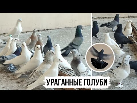 Видео: Голуби "УРАГАН" 🌪⭐️ ТУРЕЦКАЯ ТАКЛА ЛЬВА ГОРБУНОВА | ВИНТЫ, СТОЛБЫ | "Storm" Pigeons of Turkey
