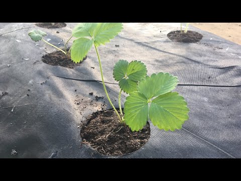 Видео: Приспособление для посадки клубники