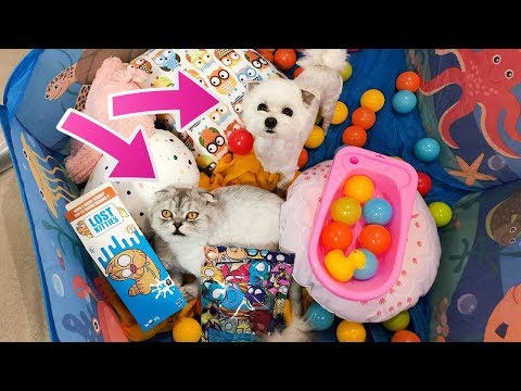 Видео: СЛАДУН В ШОКЕ ОТ ЗОЛОТЫХ КОТЯТ-ПОДКИДЫШЕЙ LOST KITTIES! МАЛЕНЬКИЕ ПИТОМЦЫ ПРОТИВ БОЛЬШИХ!