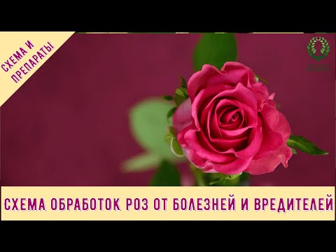 Видео: Схема обработок роз от болезней и вредителей. Питомник 🌹 и 🌲 Е. Иващенко