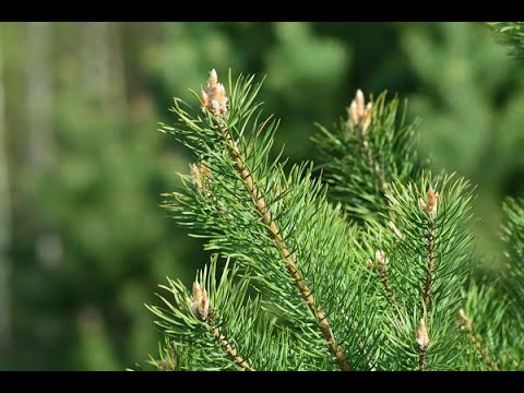 Видео: Способы выращивания кабанов