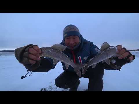 Видео: ХАРИУСЫ, СИГИ, ОКУНИ, НАЛИМЫ НА ДУЖКУ ОТ ВЕДРА. Первый лёд 2025
