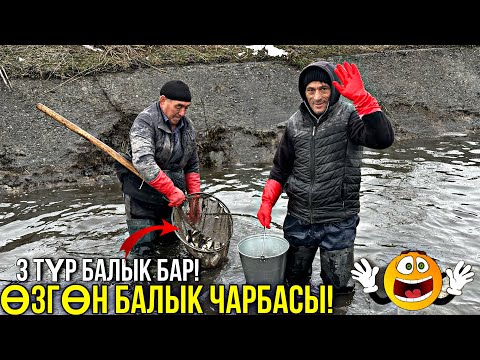 Видео: БАЛЫК СЕЗОН КЕЛДИ БАЛЫК БАГЫП КИРЕШЕГЕ ЧЫГЫҢЫЗ 🤯 #байтв