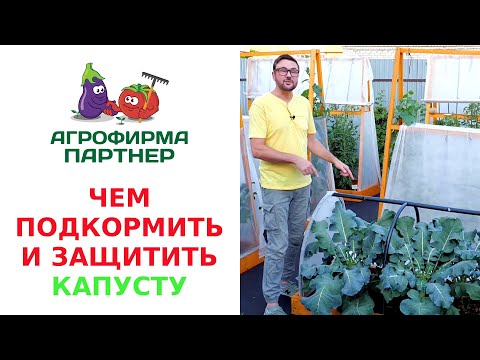 Видео: ЧЕМ ПОДКОРМИТЬ И ЗАЩИТИТЬ КАПУСТУ