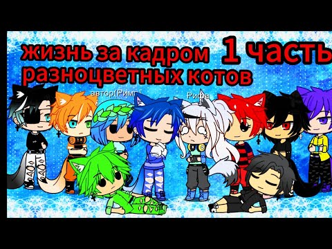 Видео: Жизнь за кадром разноцветных котов 1 часть