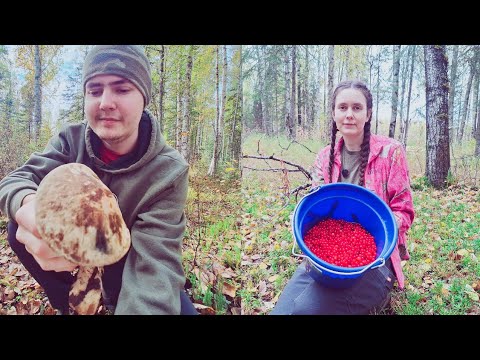 Видео: Наша тихая охота: опята и калина(72)