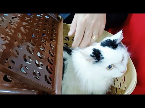 Видео: Что случилось со Снежей/Делюсь рецептом вкусного салата