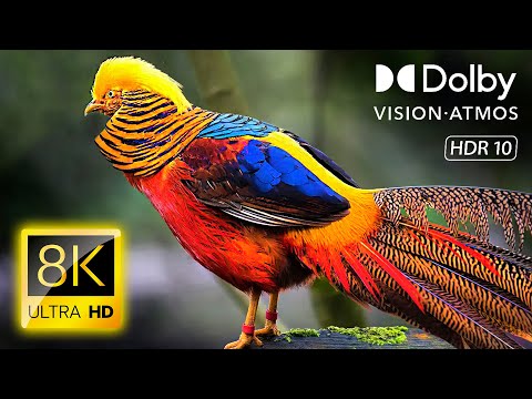 Видео: ПРЕКРАСНЫЕ ПТИЦЫ в HDR 8K 60 кадров в секунду Видео - Dolby Vision (8K / 4K TV)