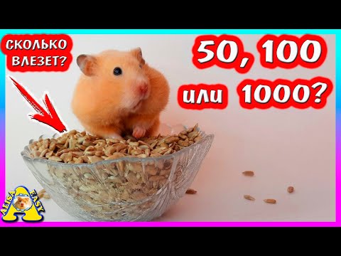 Видео: Сколько зёрнышек за щёки засунет хомяк? / 50,100 или 500?/ Больше чем у Mamix Live / Alisa Easy Pets