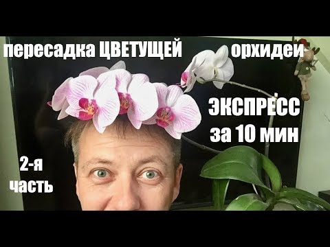 Видео: пересадка ЦВЕТУЩЕЙ ОРХИДЕИ фаленопсис