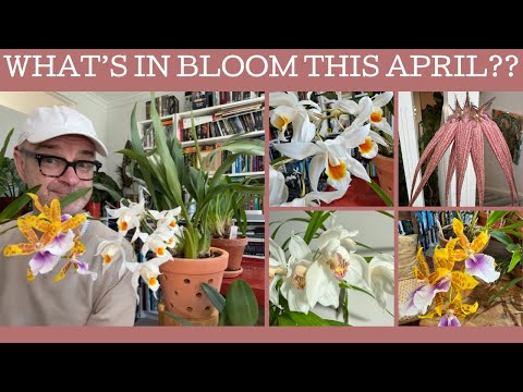 Видео: 10 орхидей цветут в этом апреле!