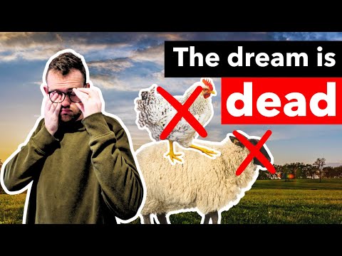 Видео: Почему не работают гомстеды: 6 ошибок, которых следует избегать