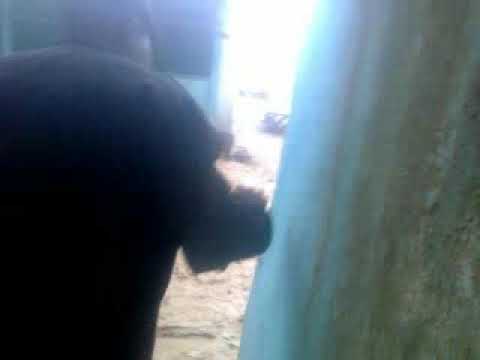 Видео: Аксы дейрес-сай айылында уйлорду сел каптады