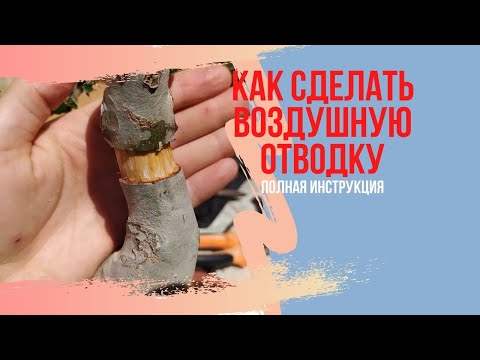 Видео: Как правильно делать воздушную отводку на деревьях бонсай? Воздушная отводка у бонсай из вяза.