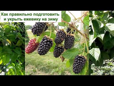 Видео: УКРЫТИЕ ЕЖЕВИКИ НА ЗИМУ в саду - КАК ПОДГОТОВИТЬ ЕЖЕВИКУ, ТОЧНО ПЕРЕЗИМУЕТ! Секреты, уход, утепление