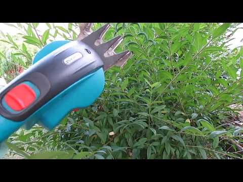 Видео: Декоративные кустарники в моем саду .БИРЮЧИНА. Уход и размножение.