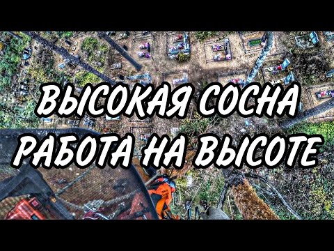 Видео: ДВУСТВОЛЬНАЯ СОСНА С ДЕВЯТИЭТАЖНЫЙ ДОМ БЫЛА СПИЛЕНА НА КЛАДБИЩЕ. АРБОРИСТИКА #Husqvarna #Zimani