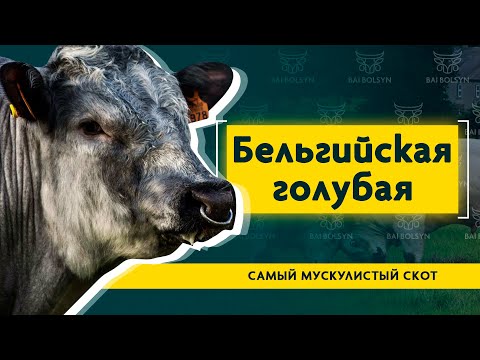 Видео: Бельгийская голубая — самый мускулистый скот в мире. Содержание, рацион, плюсы и минусы