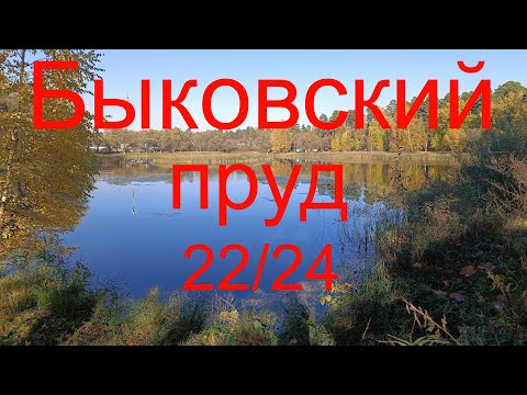 Видео: Быковский пруд 22/24 ."Тайна" Маленковского пруда. 21.10.2024.