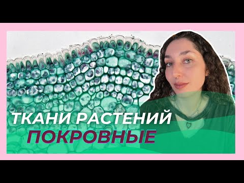 Видео: Ткани Растений — Покровная ткань. ЦТ/ЦЭ/устный экз