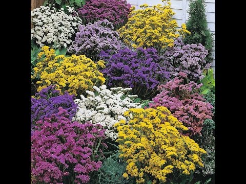 Видео: Выращивание статицы из семян(статице, лимониум, кермек)! / Grow statice from seed