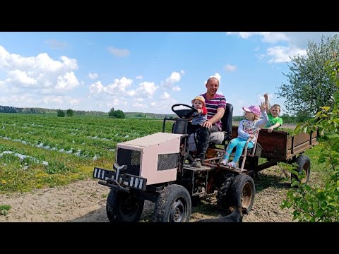 Видео: У Бульбашей посадка бульбы. Пытаемся спасти урожай клубники после морозов