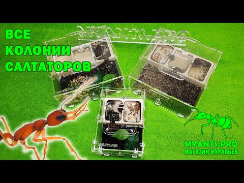 Видео: Все колонии Harpegnathos Saltator! Муравьи Салтаторы из Индии.