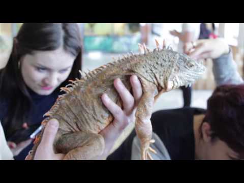 Видео: Контактный зоопарк