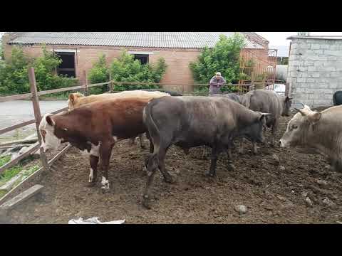 Видео: откорм бычков 6  месяц на корм набрал 290 кг.