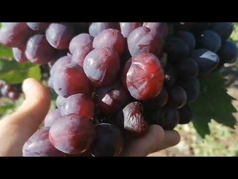 Видео: Виноград Велюр 2022г