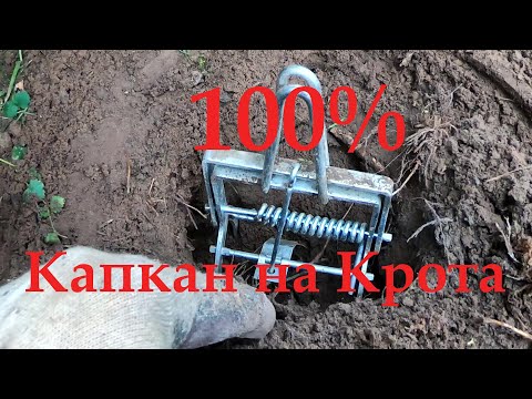 Видео: Как ПОЙМАТЬ КРОТА.  Капкан на крота. Борьба с кротами. 100 % РАБОЧАЯ кротоловка. Средство от кротов.