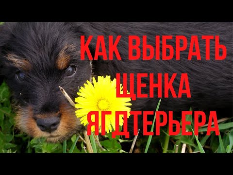 Видео: Как выбрать щенка ягдтерьера
