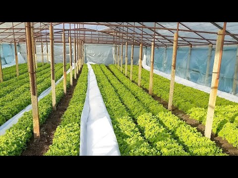 Видео: Салат на Зиму Вирощування Салату в теплиці