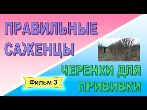 Видео: Правильные саженцы  Фильм 3