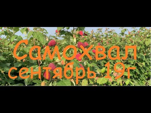 Видео: Самохвал сентябрь 19г