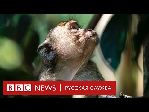 Видео: Наша планета: какой будет Земля через 7 лет? | Документальный фильм Би-би-си