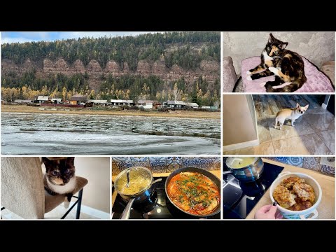 Видео: Гуляем в лесу 🍂 Отбивные/Рыбка в маринаде 🐠 Кошки дерутся 😼 Новая когтеточка/Много Пандоры 😻