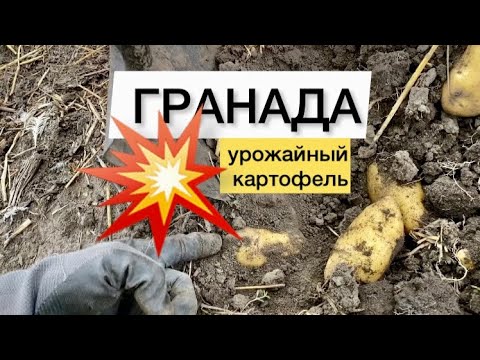 Видео: Ч-8 ГРАНАДА ❌СУПЕР сорт картофеля ✅