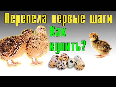 Видео: Как покупать перепелов? Перепела первые шаги