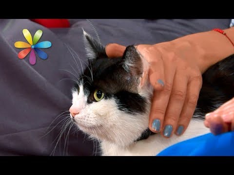 Видео: Как сделать место для кота за 5 минут – Все буде добре. Выпуск 1094 от 26.09.17