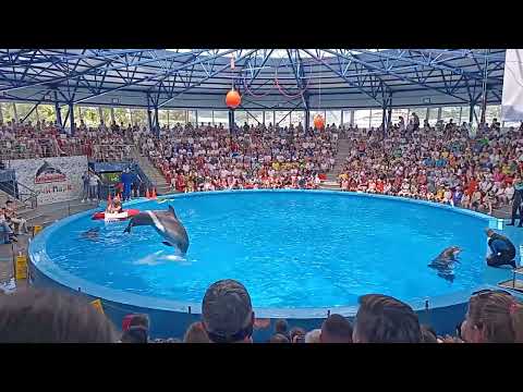 Видео: ШОУ В ДЕЛЬФИНАРИИ🐬 ||СОЧИ ПАРК✨