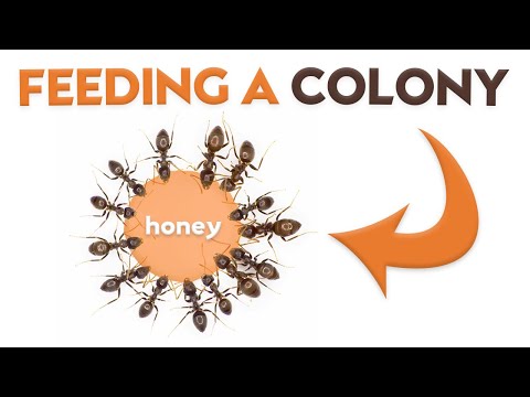 Видео: Как кормить колонию муравьев