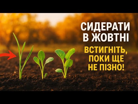 Видео: Сидерати в жовтні: ТОП-3 рослини для ідеального ґрунту. Встигніть, поки ще не пізно!