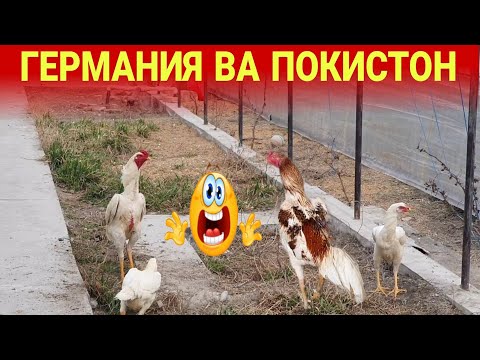 Видео: ПАРВОЗЛАР УЧУН ЯНГИЛИК/ГЕРМАНИЯ ЗОТ ВА ПОКИСТОН ЗОТ ТОМОША...