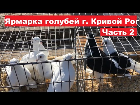 Видео: Ярмарка голубей г. Кривой Рог 9.03.2024. Ч.2