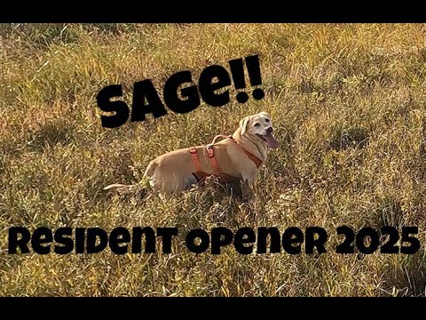 Видео: Первая охота Сейджа в 2025 году — фазаны в общественных угодьях Южной Дакоты